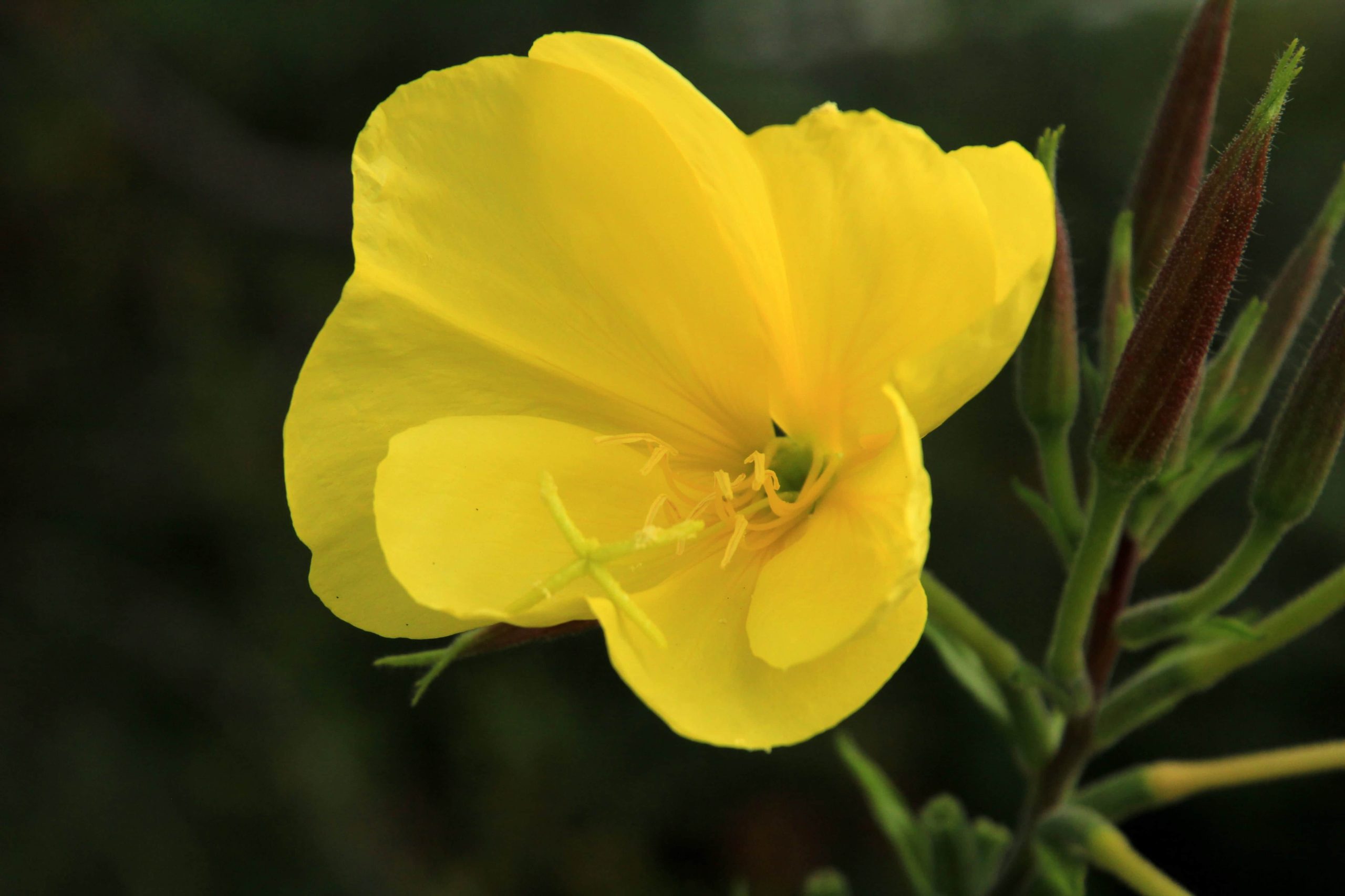 Kelebihan Dan Khasiat Evening Primrose Oil Tips Kesihatan