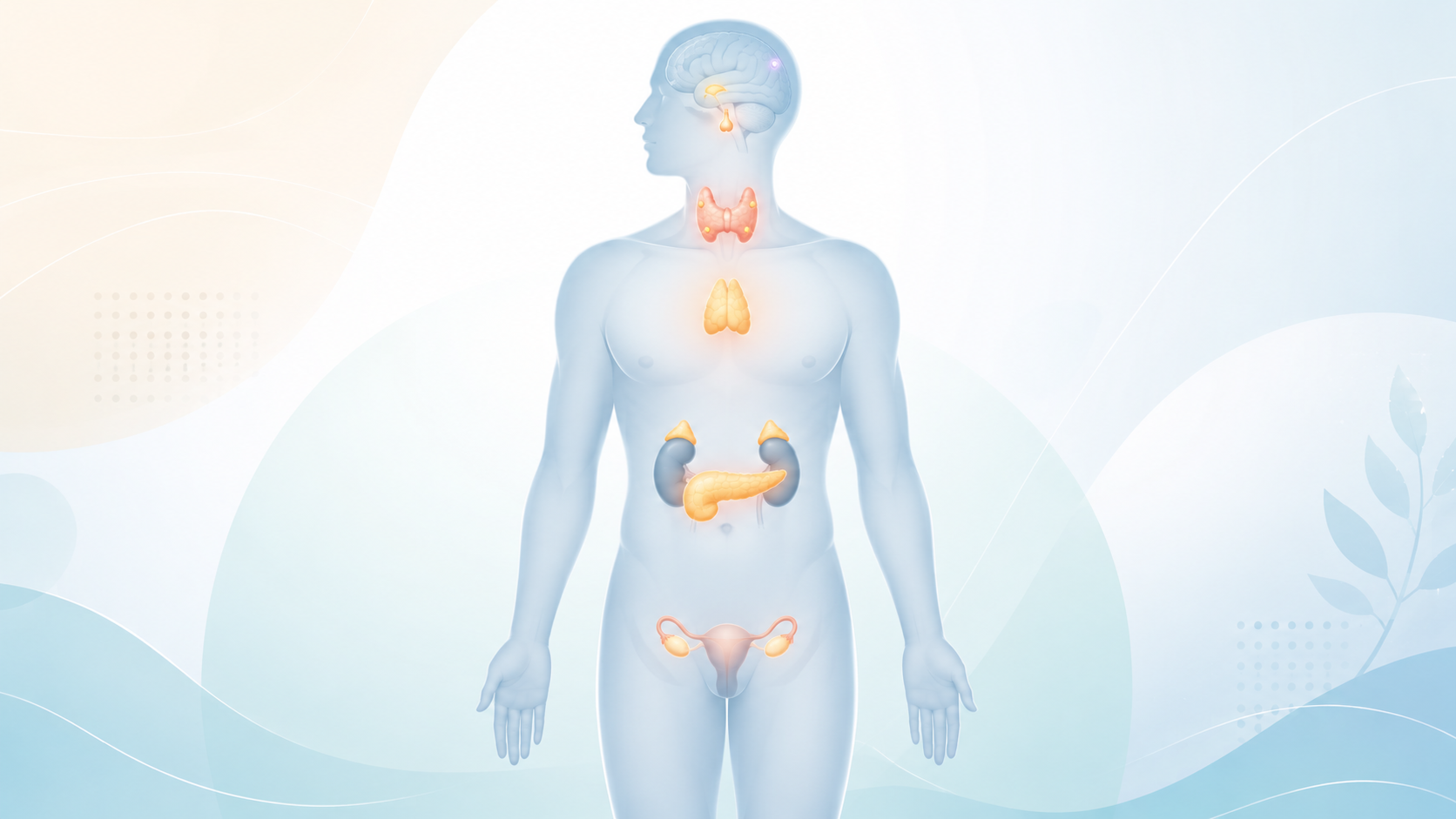 Sistem Endokrin: Organ, Kelenjar, Hormon Dan Fungsinya Dalam Badan