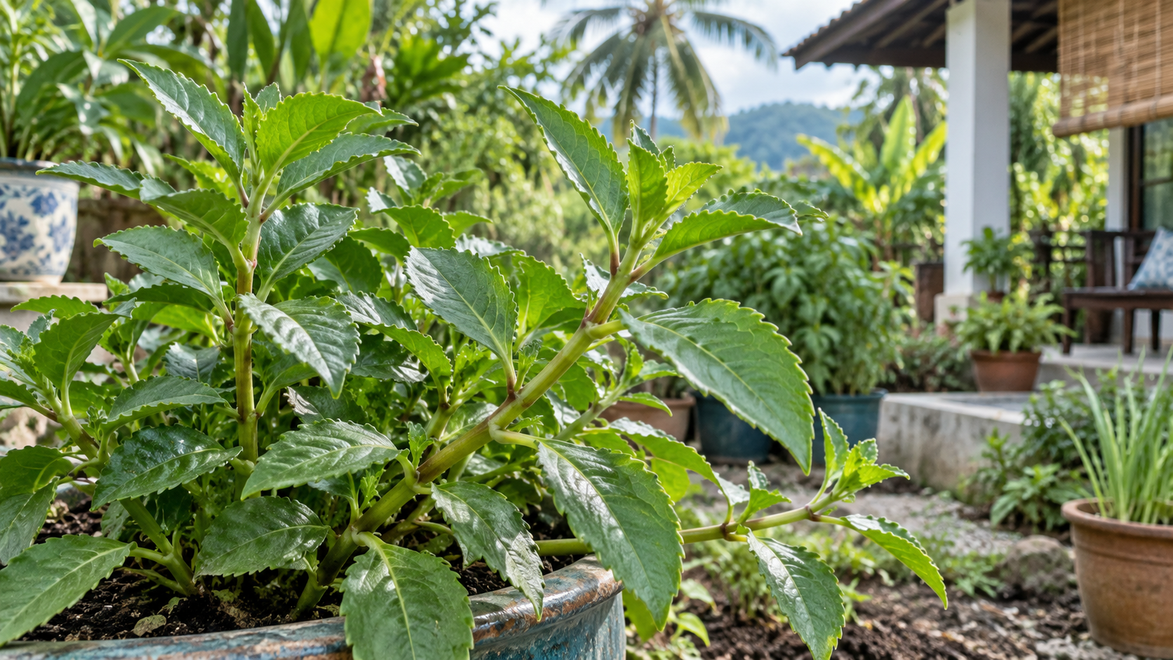 Pokok Sambung Nyawa: Khasiat, Kegunaan, Cara Makan dan Kesan Sampingan
